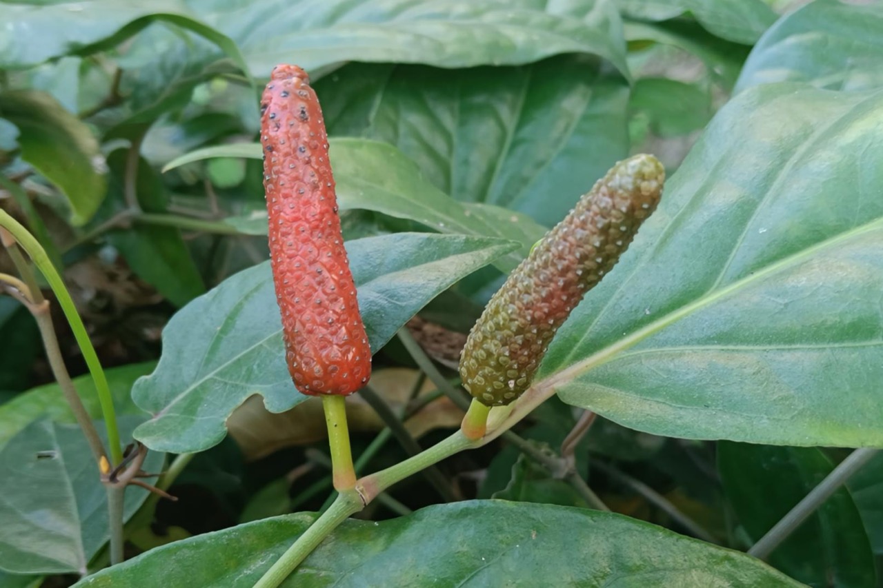 Dua buah cabe jamu memanjang berbintil di antara daun hijau lebar, satu merah dan satu masih hijau kecokelatan