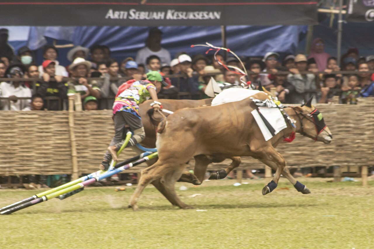 Sepasang sapi karapan berlari menarik kaleles dengan joki berdiri di atasnya
