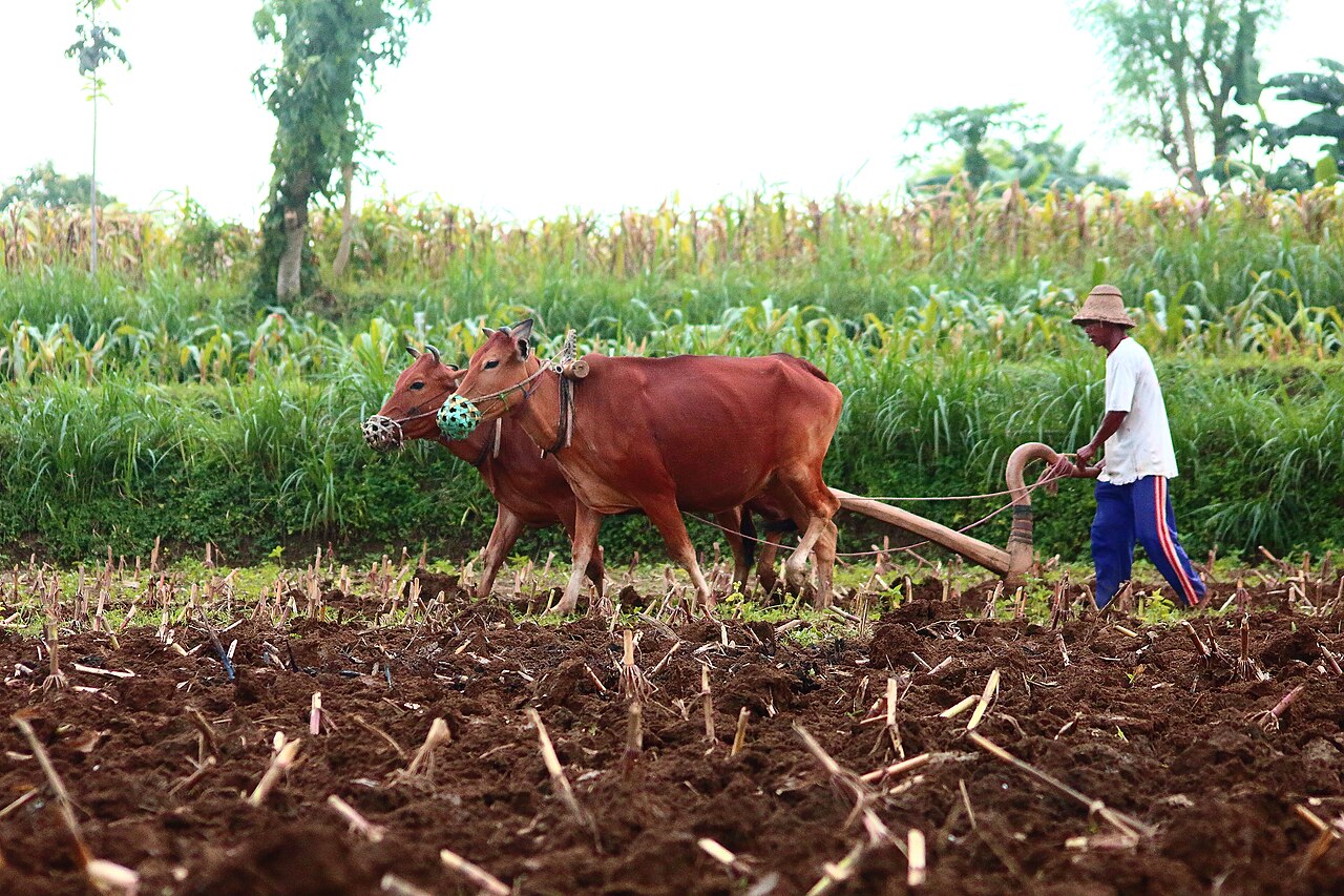 Petani membajak tanah dengan sepasang sapi di ladang