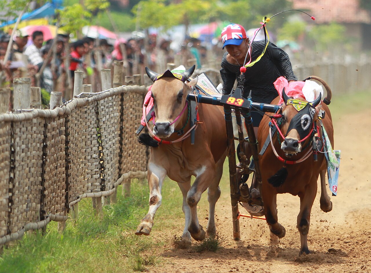 Sepasang sapi berlari menarik kaleles kayu dengan joki berdiri di atasnya