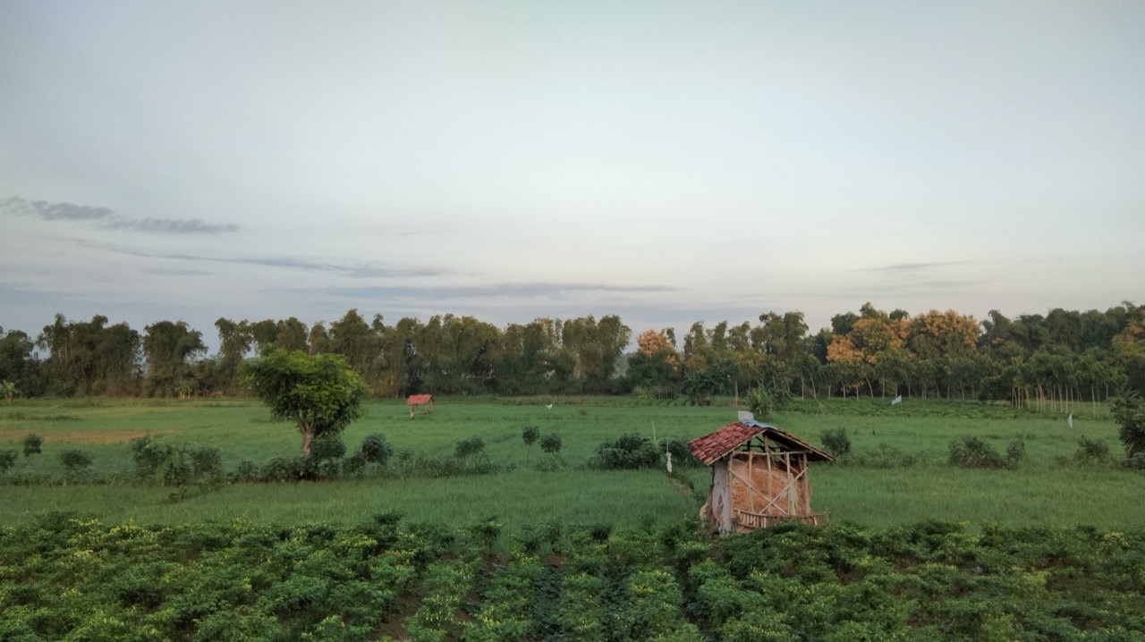 Hamparan sawah hijau di Madura dengan pematang dan pohon di kejauhan