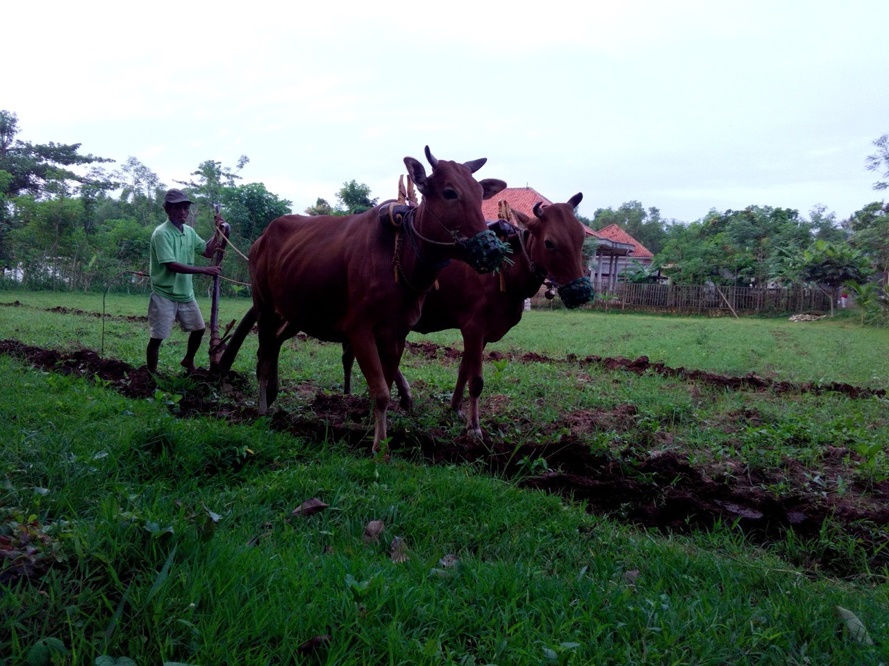 Petani membajak tanah dengan sepasang sapi merah yang menarik bajak kayu
