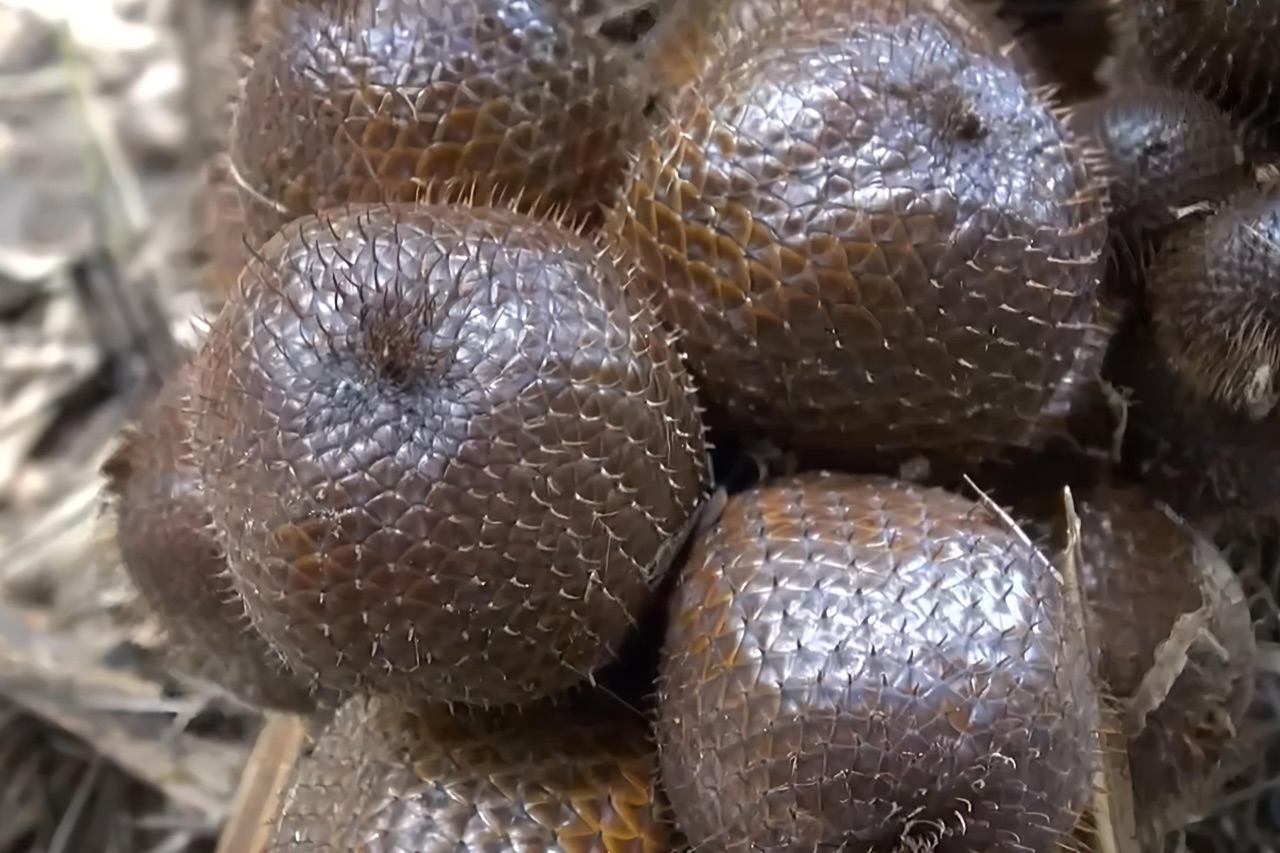Beberapa buah salak berkulit sisik cokelat mengilap masih menempel dalam satu tandan