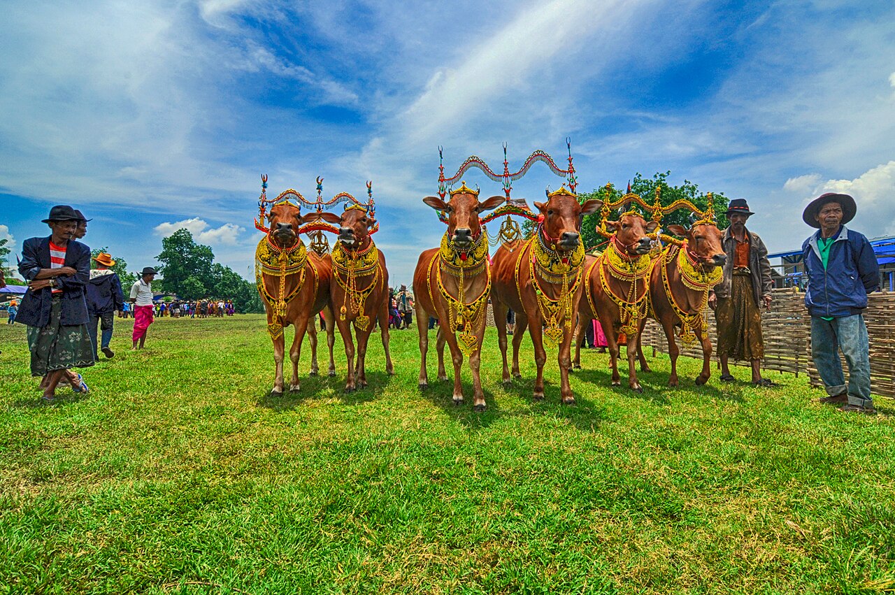 Beberapa pasang sapi sonok berhias pelana emas berbaris di lapangan rumput