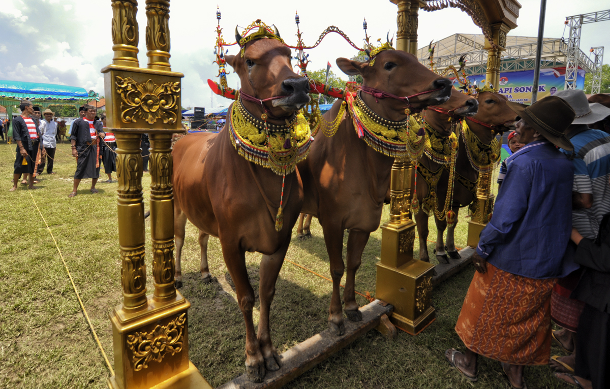 Sepasang sapi berhias emas melangkah melewati gerbang berukir